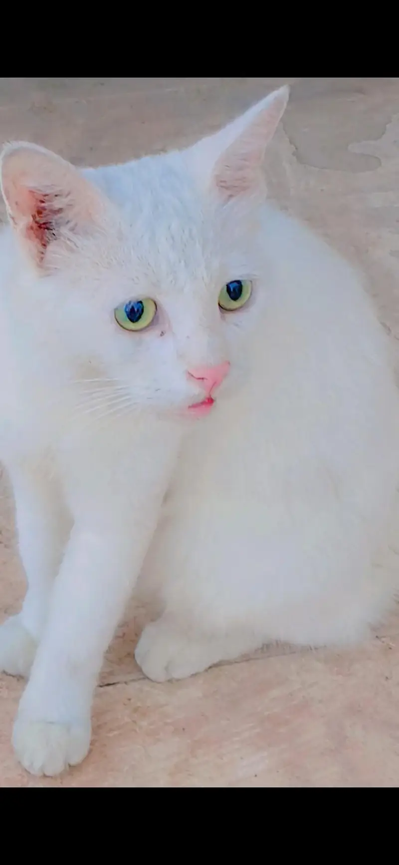 Pure White Persian Mama cat with 2 kittens Trained — photo 3