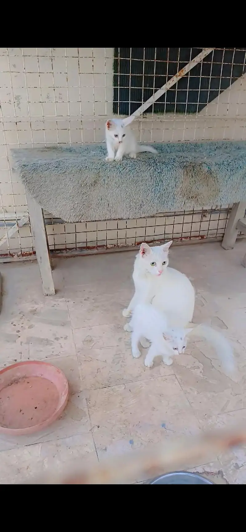 Pure White Persian Mama cat with 2 kittens Trained — photo 4