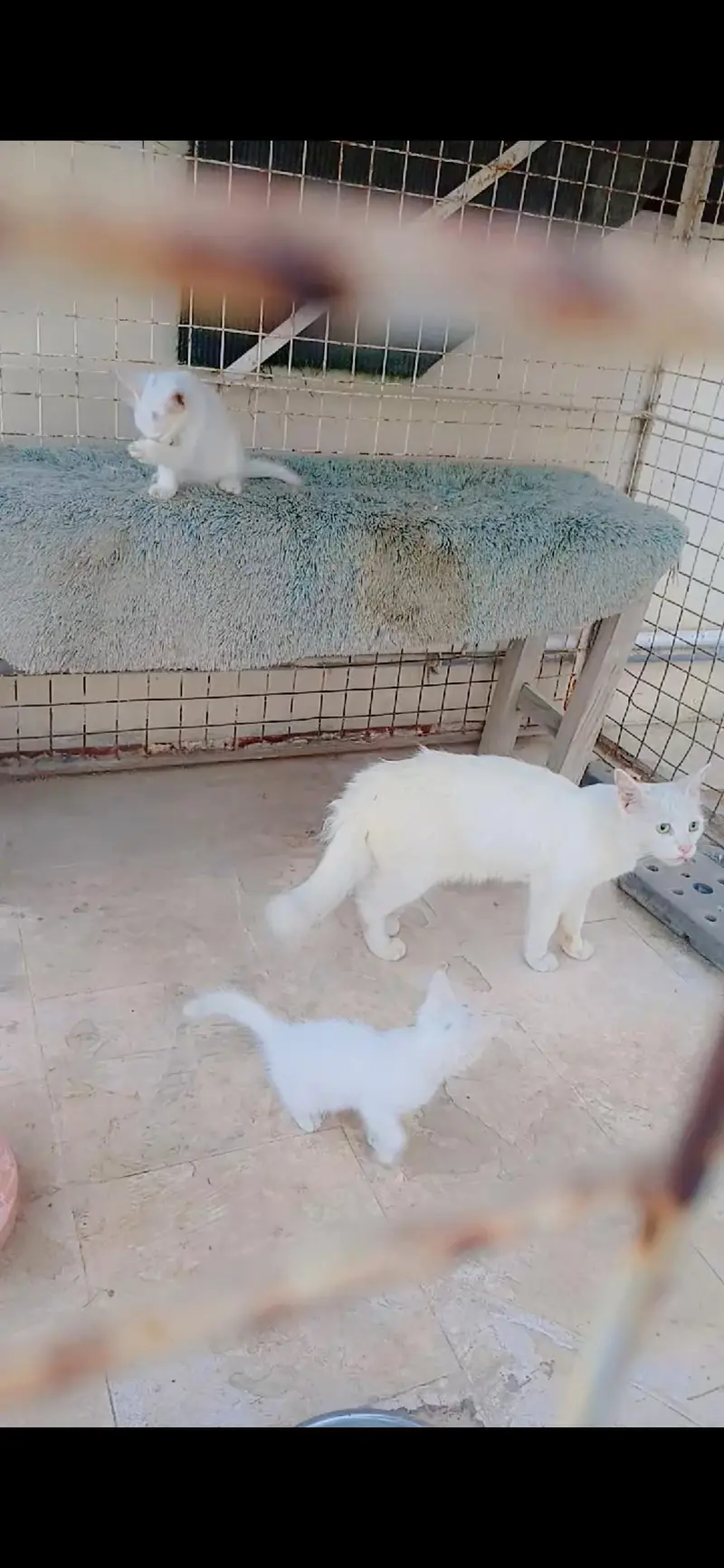Pure White Persian Mama cat with 2 kittens Trained — photo 5