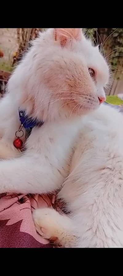 Persian cat for sale in all jhelum NO. 03094474876