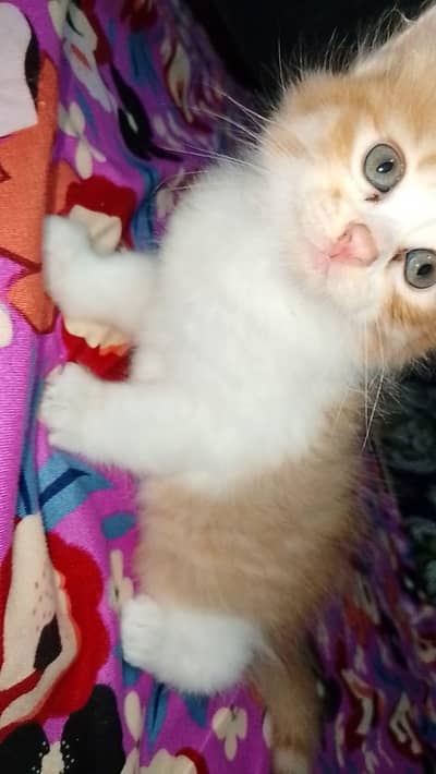 American cat serious log rabta kry pitchers or video mill jye g kitten
