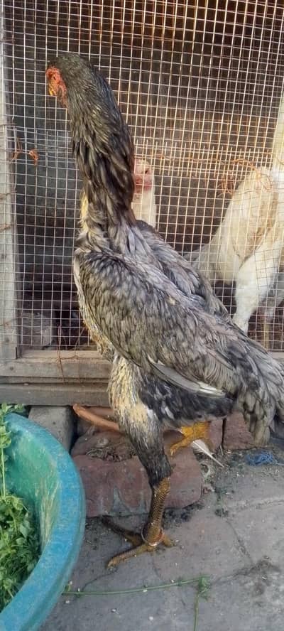 blue shamo female