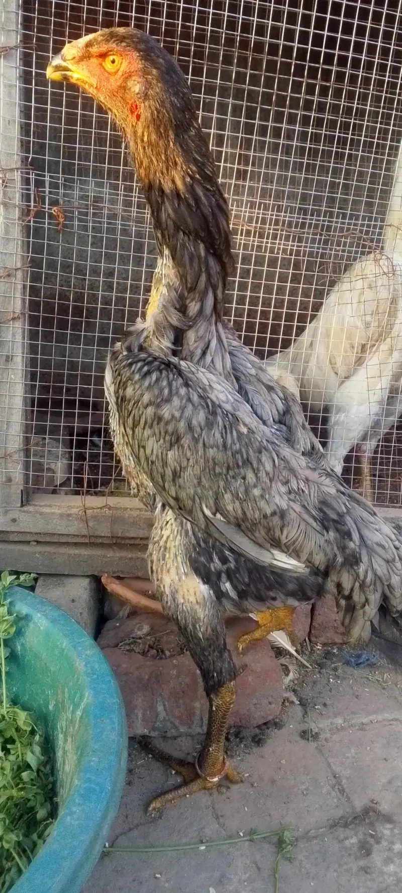 blue shamo female — photo 2