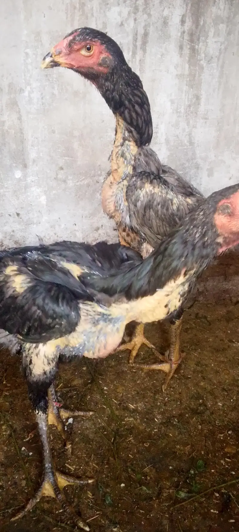 blue shamo female — photo 3