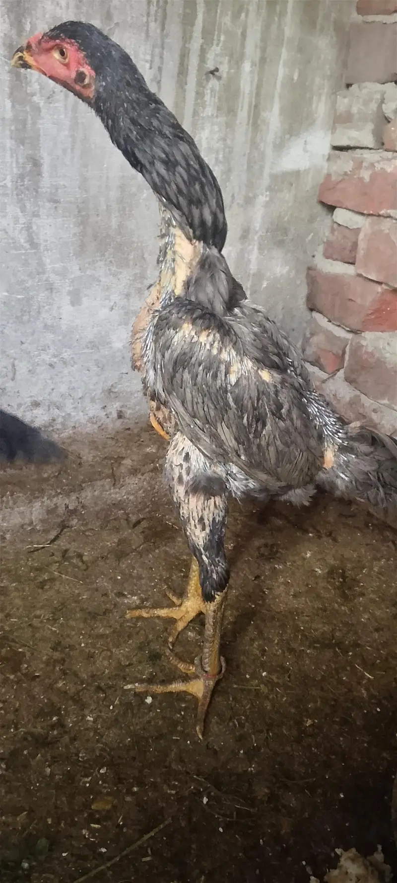 blue shamo female — photo 4