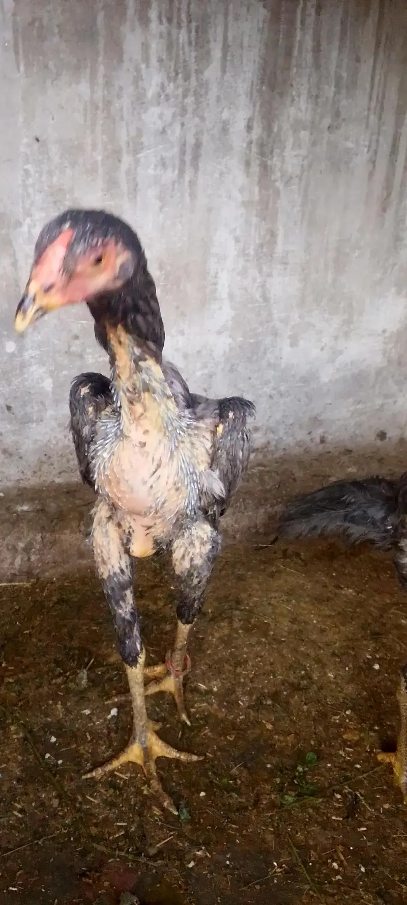 blue shamo female — photo 5