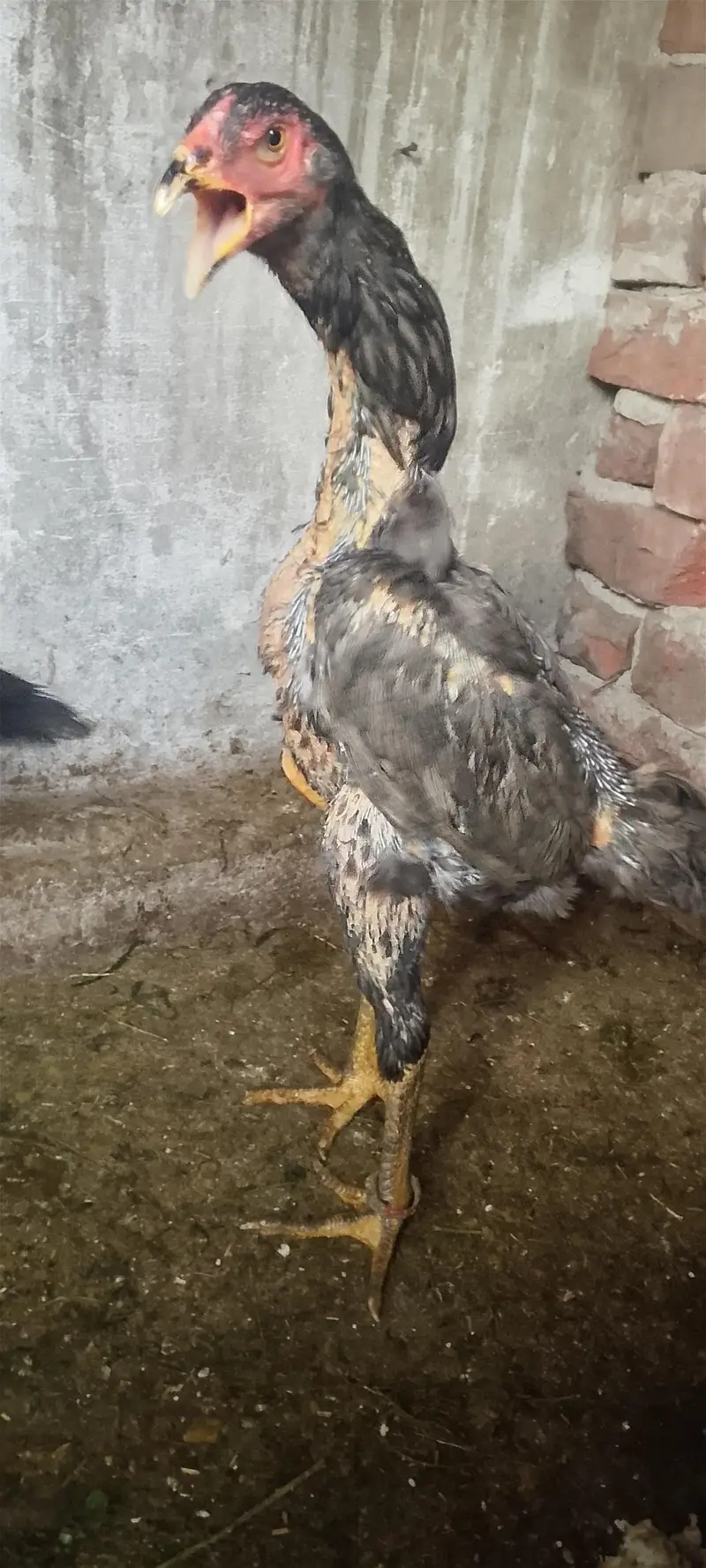 blue shamo female — photo 7