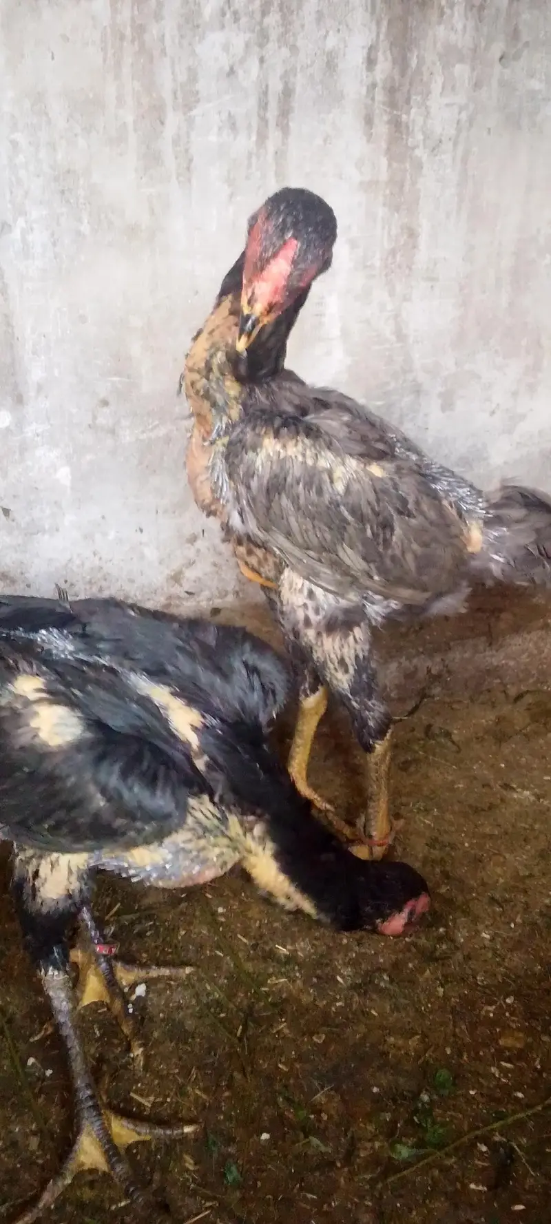 blue shamo female — photo 8
