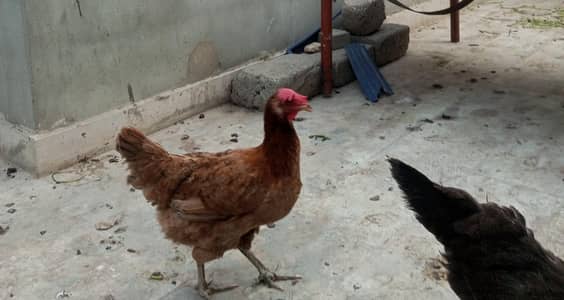 Misri, hens, murgiyan, health hens, young murgiyan, egg