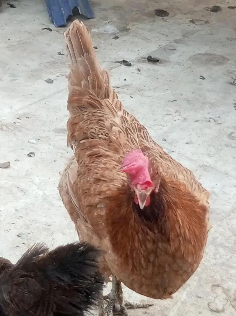 Misri, hens, murgiyan, health hens, young murgiyan, egg — photo 2