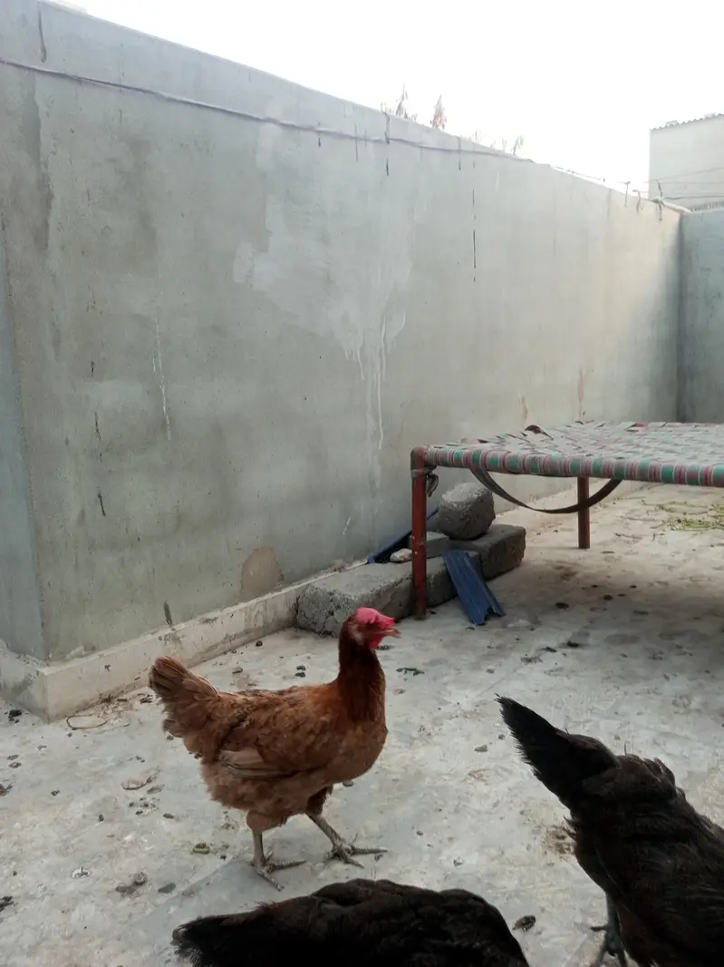 Misri, hens, murgiyan, health hens, young murgiyan, egg — photo 3