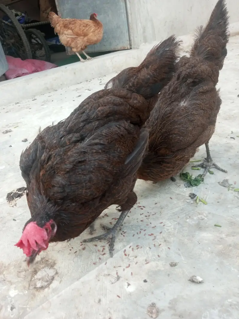 Misri, hens, murgiyan, health hens, young murgiyan, egg — photo 4