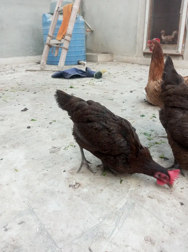 Misri, hens, murgiyan, health hens, young murgiyan, egg — photo 5