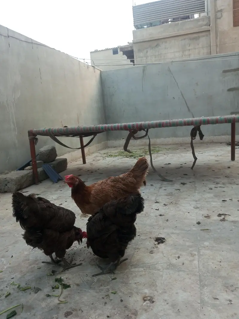 Misri, hens, murgiyan, health hens, young murgiyan, egg — photo 6