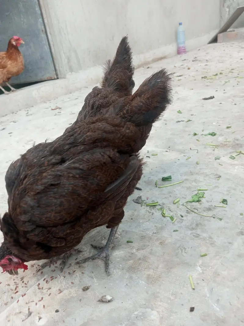 Misri, hens, murgiyan, health hens, young murgiyan, egg — photo 7
