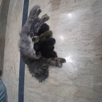 five baby with cat