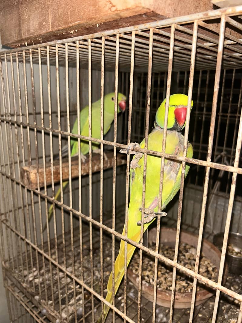 Ringneck pair 0