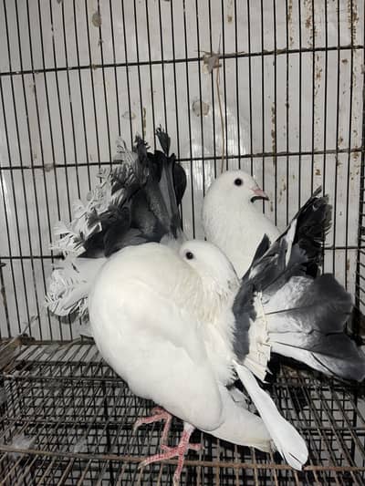 Fantail For Sale Pigeon kabotar