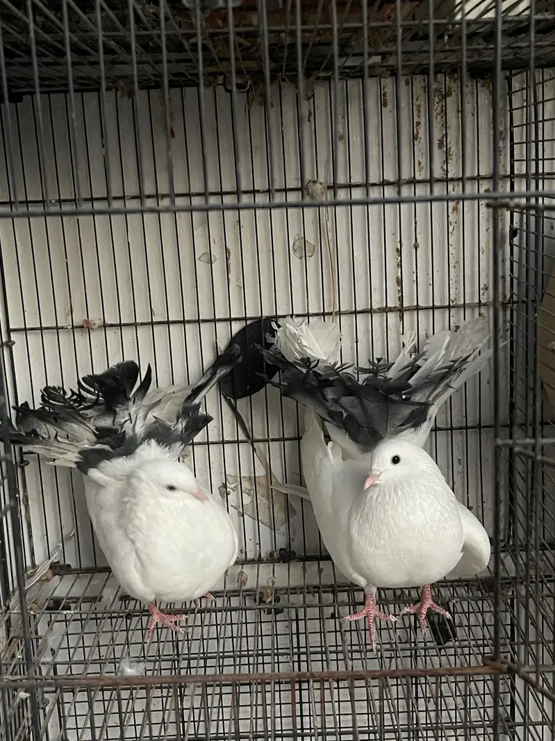 Fantail For Sale Pigeon kabotar — photo 2