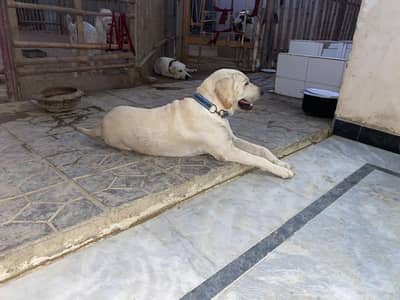 Labrador puppies