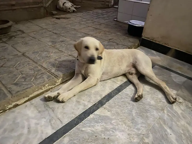 Labrador puppies — photo 2
