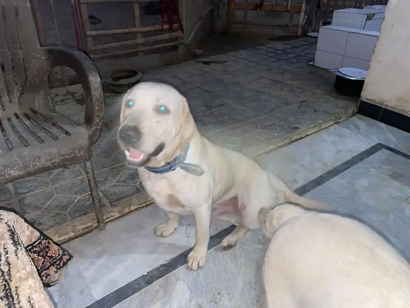 Labrador puppies — photo 3