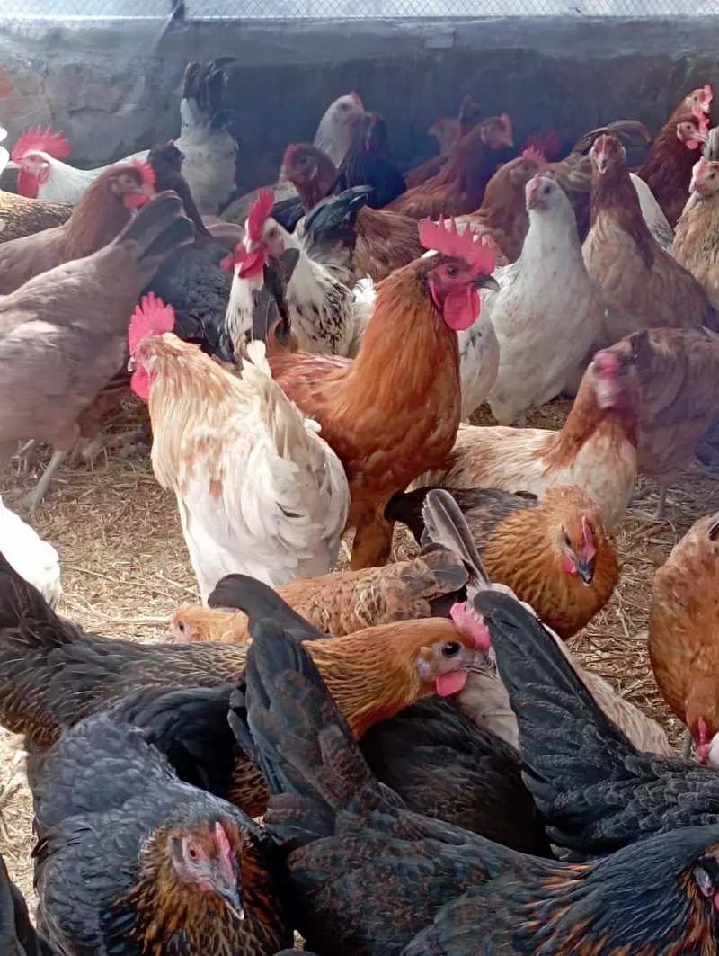 دیسی مرغیاں سٹارٹر انڈے دینے والی اور بریڈر مرغے دستیاب ہیں — photo 3