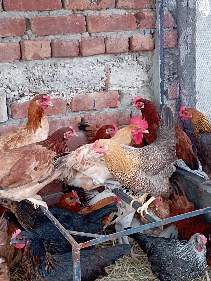 دیسی مرغیاں سٹارٹر انڈے دینے والی اور بریڈر مرغے دستیاب ہیں — photo 5