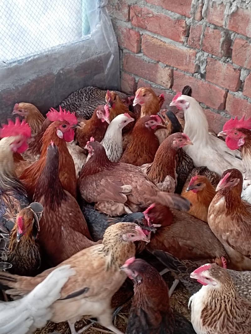دیسی مرغیاں سٹارٹر انڈے دینے والی اور بریڈر مرغے دستیاب ہیں 8
