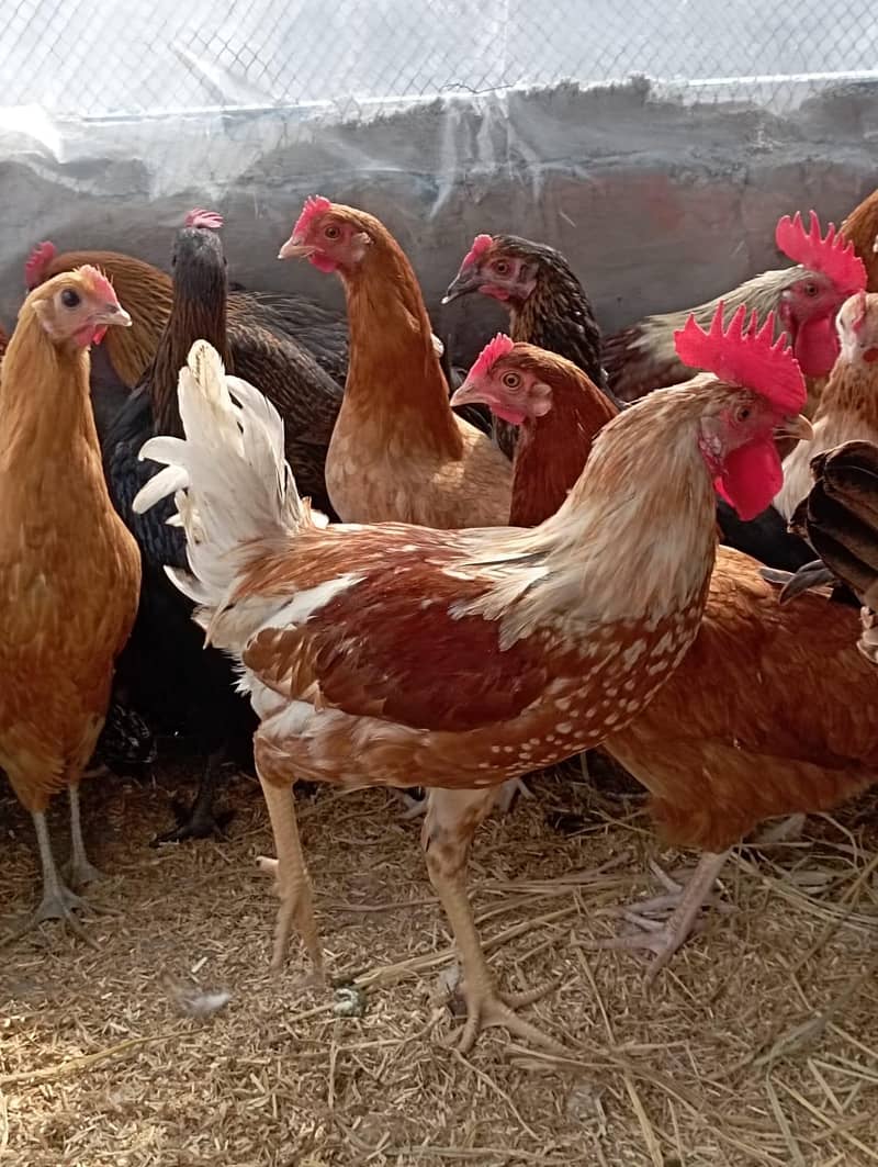دیسی مرغیاں سٹارٹر انڈے دینے والی اور بریڈر مرغے دستیاب ہیں 15