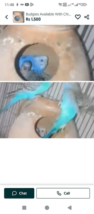 Budgies Available With Chick & Love Bird Available & Cocktail