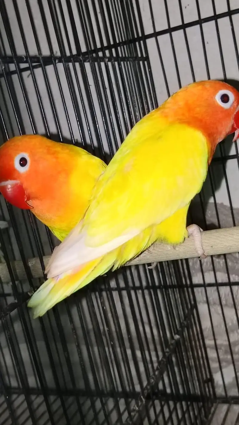 Budgies Available With Chick & Love Bird Available & Cocktail — photo 2