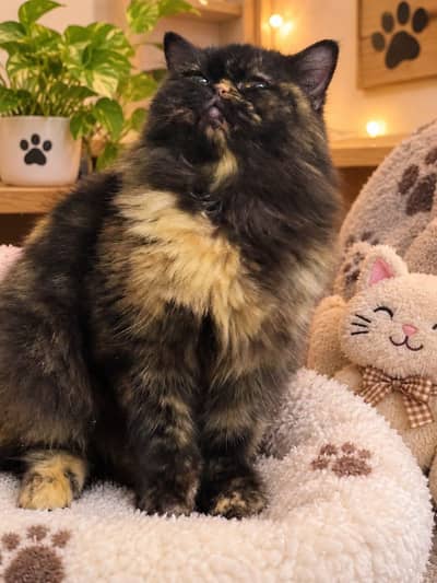 picky female cat