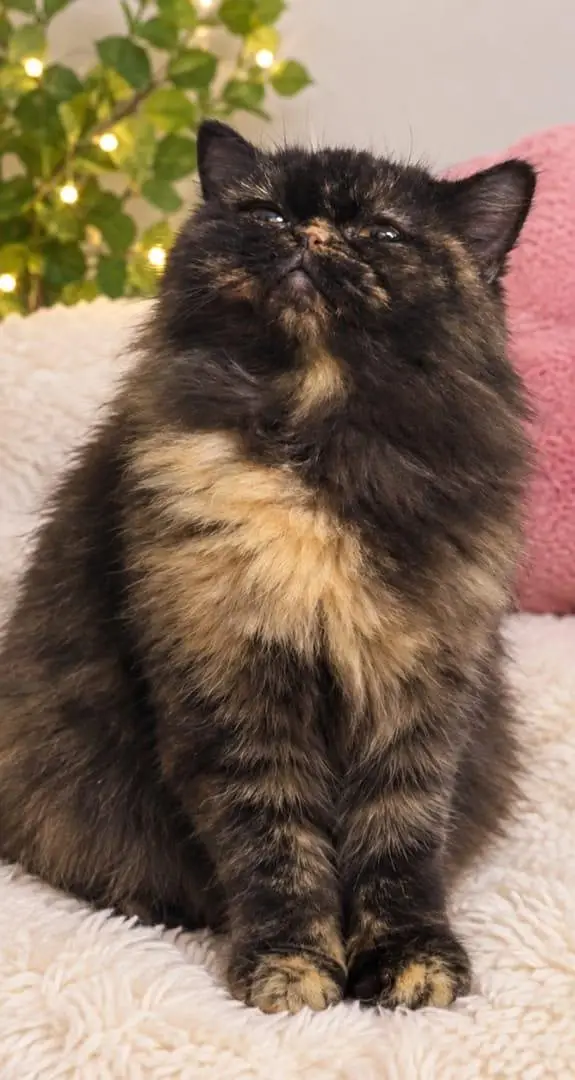 picky female cat — photo 2