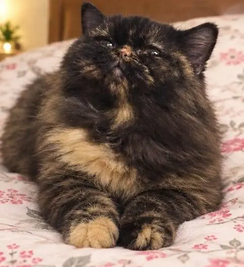 picky female cat — photo 4