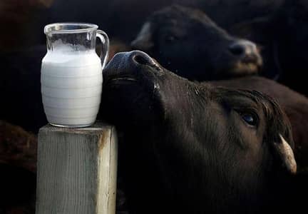 milk for sale, milk,