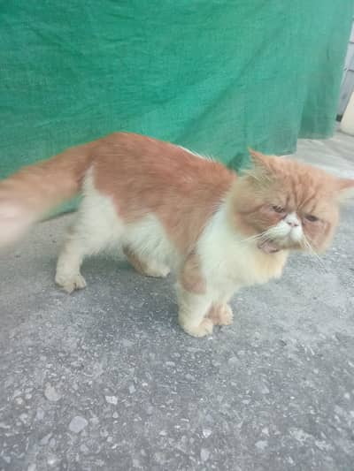 stud male peki for sale