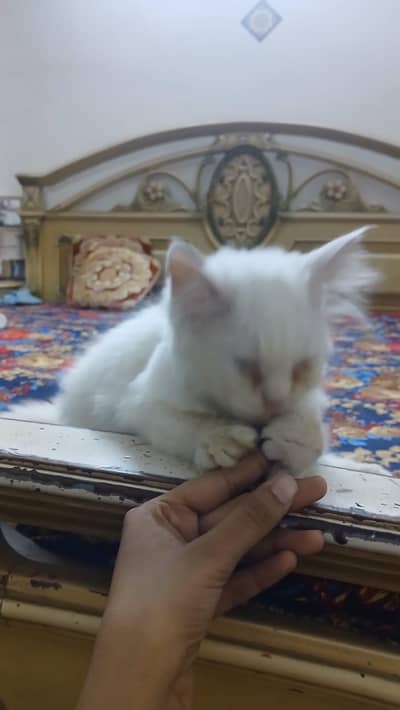 Persian kitten
