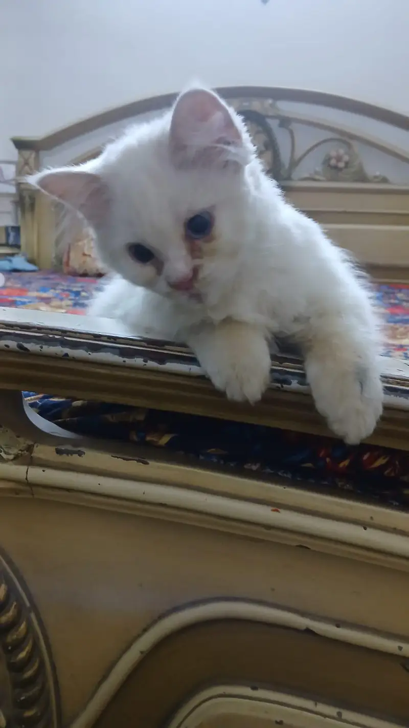 Persian kitten — photo 2