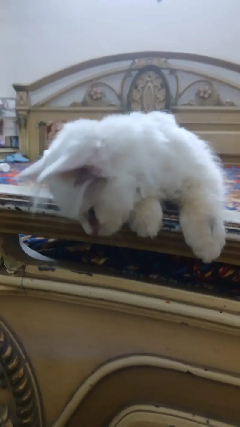 Persian kitten — photo 3