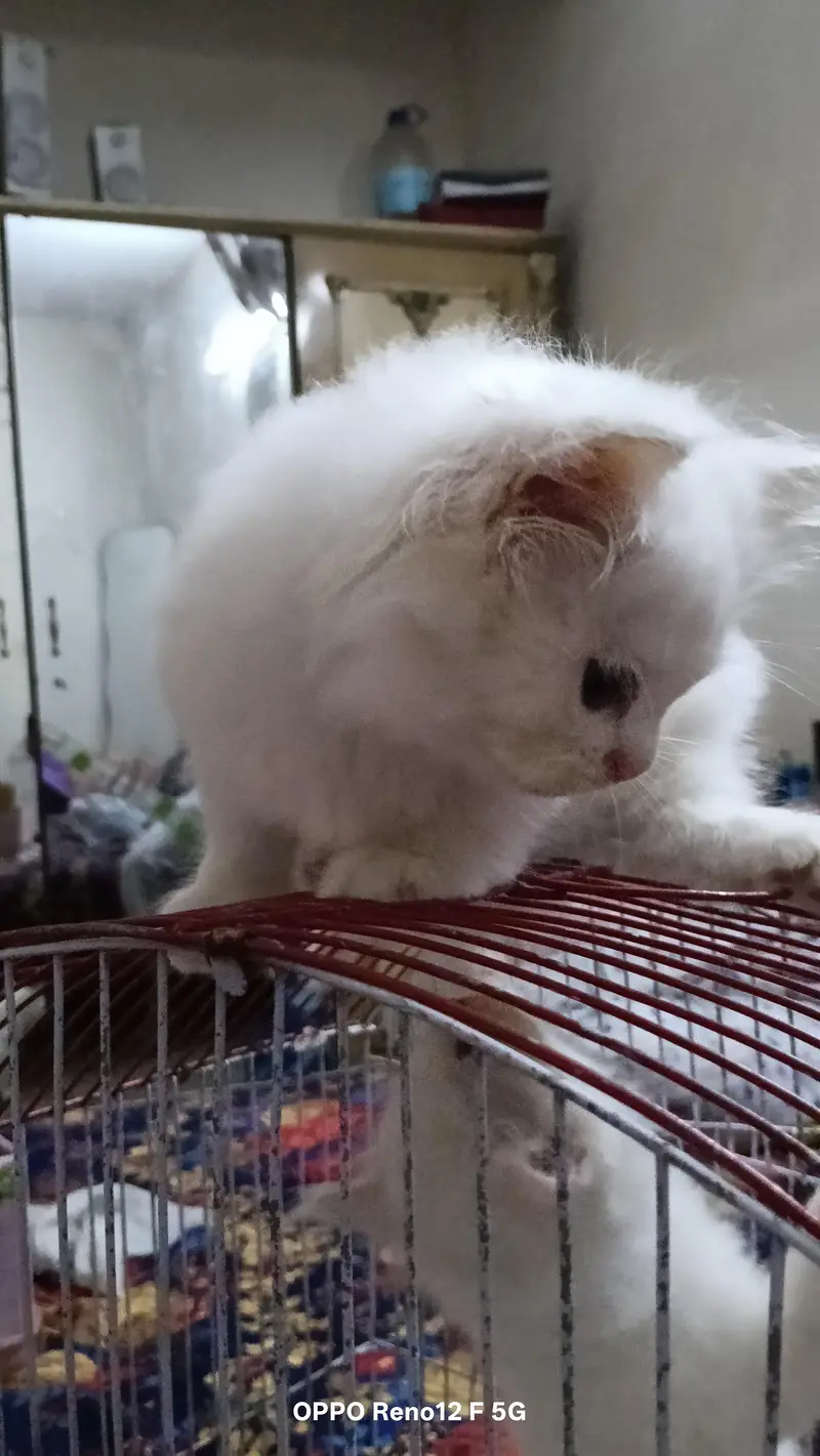 Persian kitten — photo 5