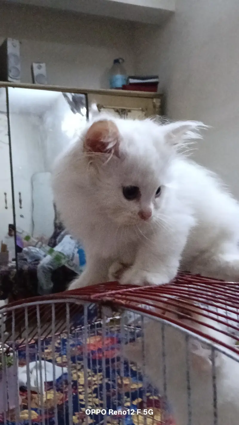Persian kitten — photo 6