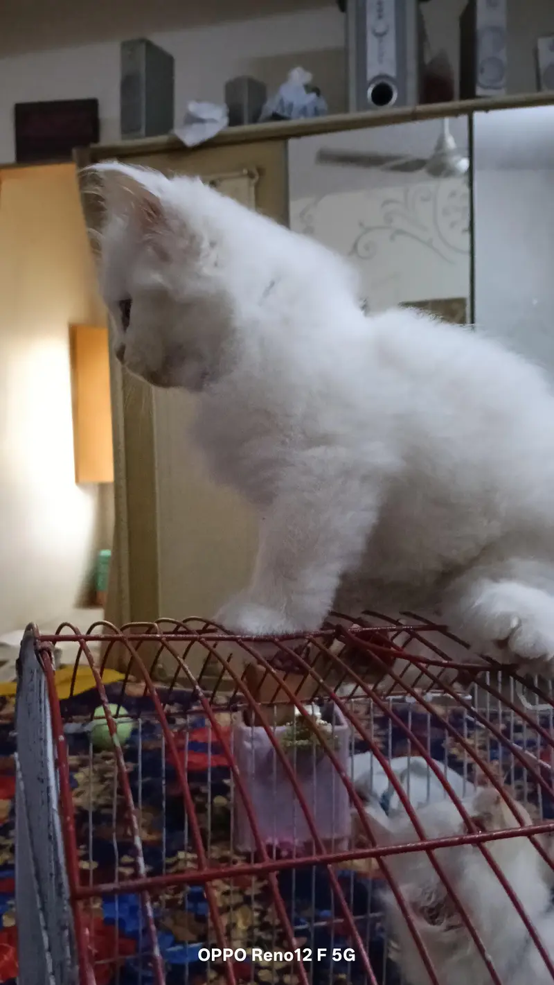 Persian kitten — photo 7