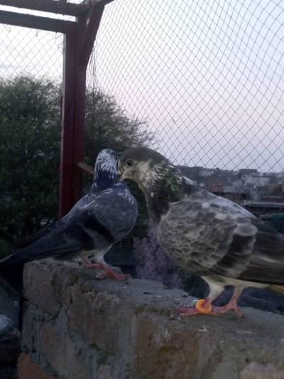 chpry pair pigeion