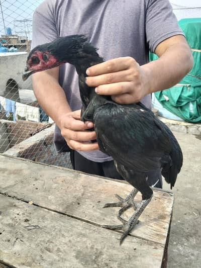 Thai burmi and pakoya female for sale what's up number (03044329754)