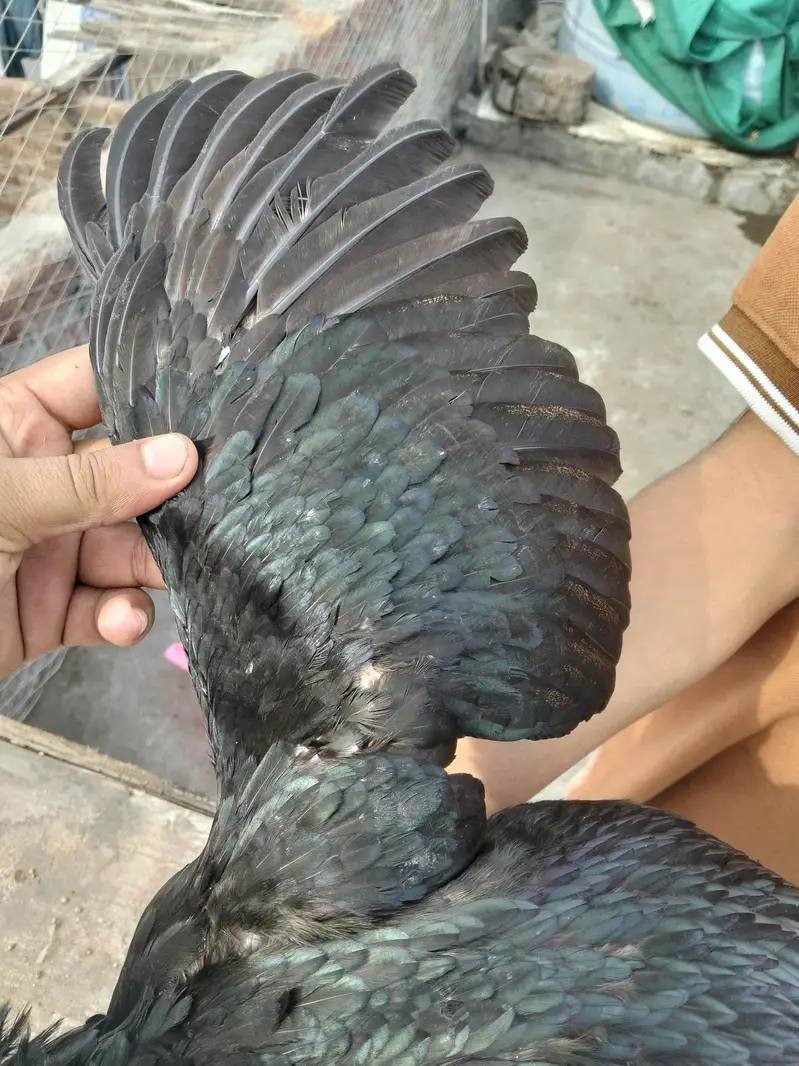 Thai burmi and pakoya female for sale what's up number (03044329754) — photo 5
