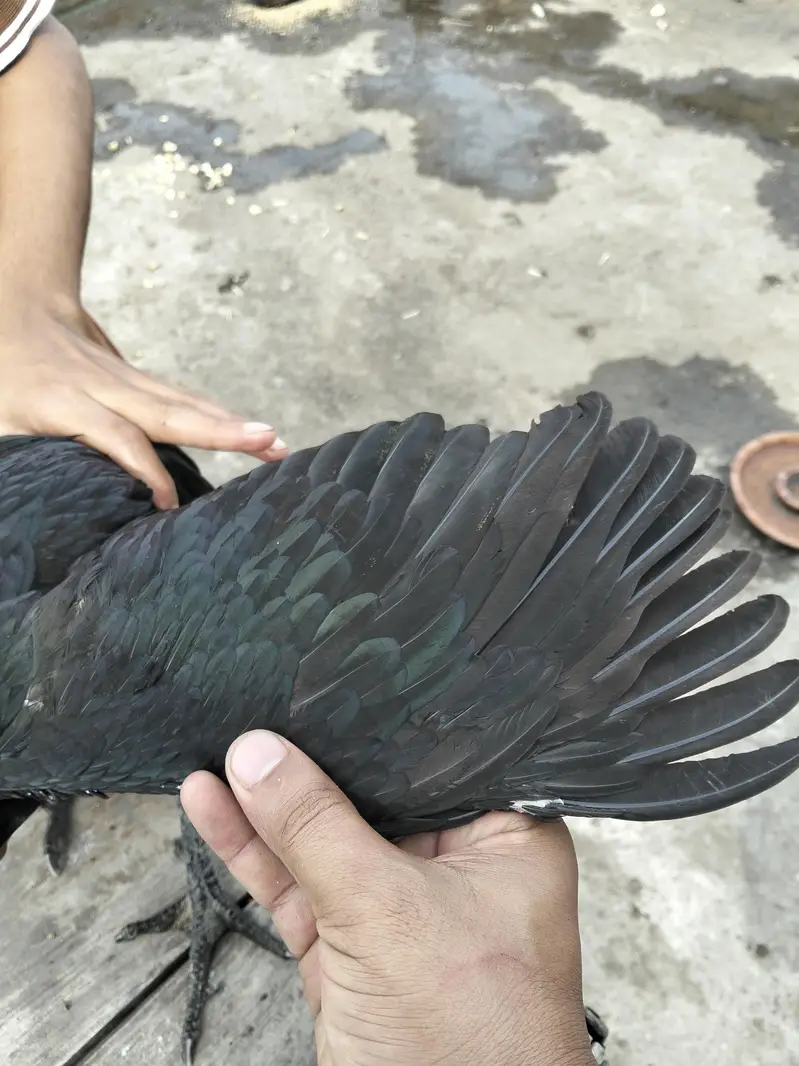 Thai burmi and pakoya female for sale what's up number (03044329754) — photo 6