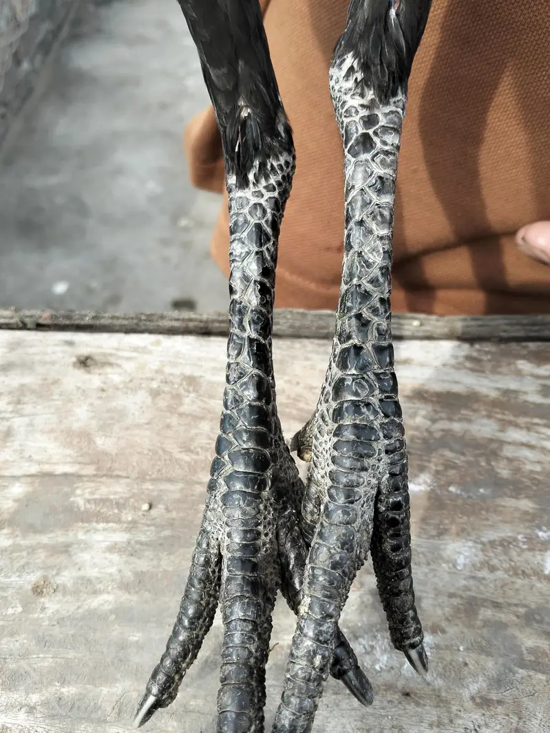 Thai burmi and pakoya female for sale what's up number (03044329754) — photo 7