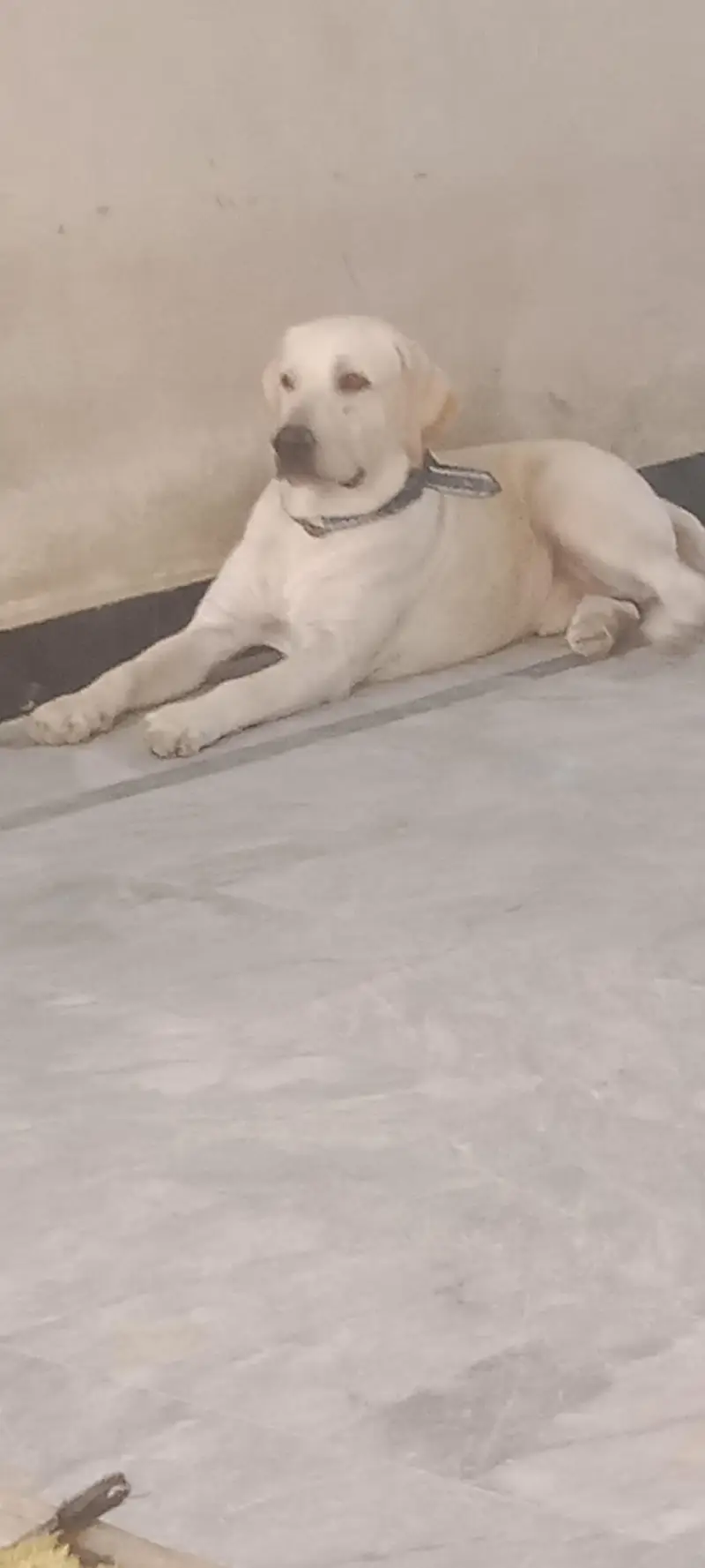 Labrador puppies — photo 4