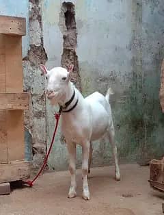 Goat for sale